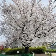 ポン太の画像