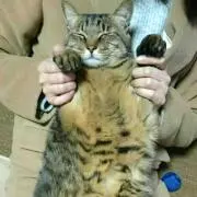 プロフ確認してくださいAsuka711