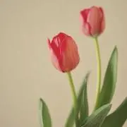 くらげの画像