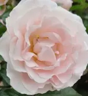 teaの画像
