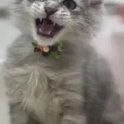Kkの画像