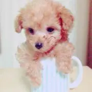 チョコママの画像