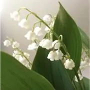 すずらん*✽:.✽+†の画像