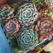 かんかん