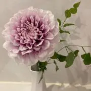 ナス