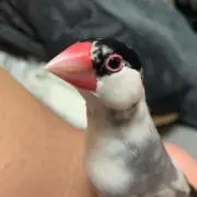 だんじり質屋