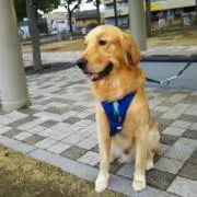 Leleの画像