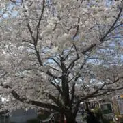 ちっち