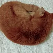 くろ