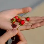 ひょこ