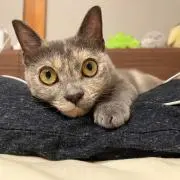 すずの画像