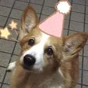 しなもんの画像
