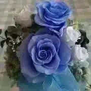 ☆blue rose☆