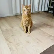 Miiikaaanの画像