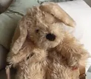 もくれんの画像