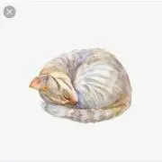 catnap