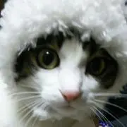 Sophiaの画像