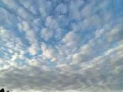 ぱぴこの画像