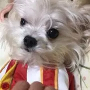 ティン丸♡の画像