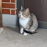 nyta