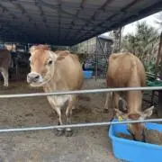 やきとりたろう