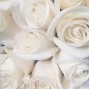 SS