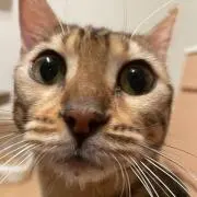 よーへーの画像