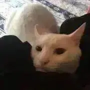 はくの画像