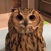 かなこの画像