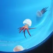 Sakuraの画像