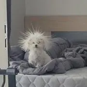 mofuの画像