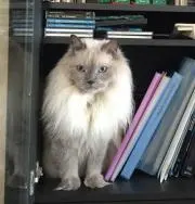 チャオママの画像