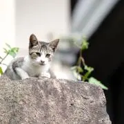 サスケの画像