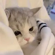 t e p iの画像