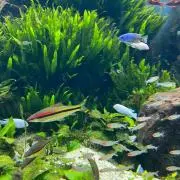 テーラーメイド P7MB 5I〜PW 6本セット プロジェクトX 6.5 - メルカリ