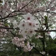 みんと