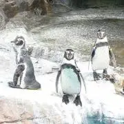 りゆ