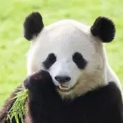 ものくろぱんだ