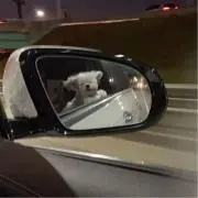 Sの画像