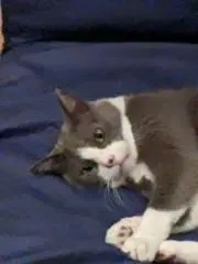 チャーミーさんの画像