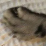 ゆいの画像