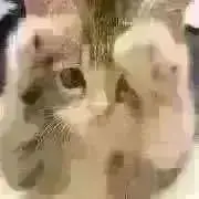★mochi★の画像