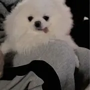れんこんの画像