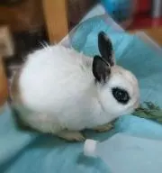 hirotoppiの画像