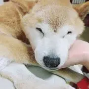 ふかせ　お値下げ◎の画像