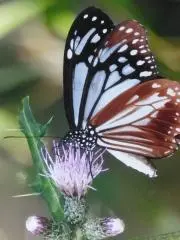 アサギマダラの画像