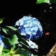 あじさいの画像
