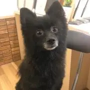 くろくまの画像