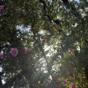 翠の画像