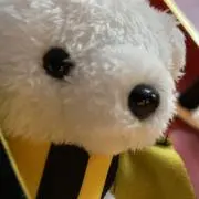 ベポの画像